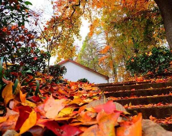 杭州指南村秋色绝美:登古道赏千亩梯田,探古村访历史遗韵(图1) 指南村的红叶石阶