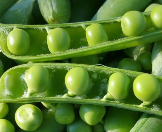 来天目湖,品尝新鲜的田园风味(图3) 鲜嫩的青豆