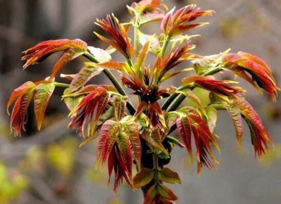 来天目湖,品尝新鲜的田园风味(图5) 春天的美味香椿