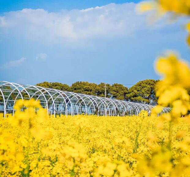 繁花似锦的春色,待你来赏(图4) 黄灿灿的油菜花