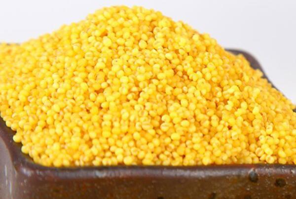 黄旗小米(图1) 黄色的小米