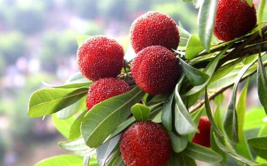 杨梅(图2) 枝头的杨梅