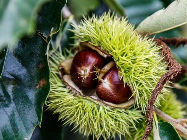 兴隆板栗(图1) 树上的板栗