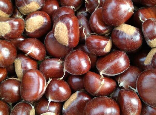 兴隆板栗(图2) 兴隆板栗