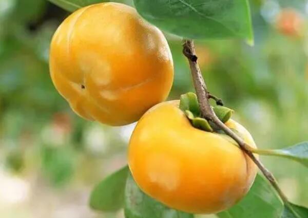 树枝上的无核方柿