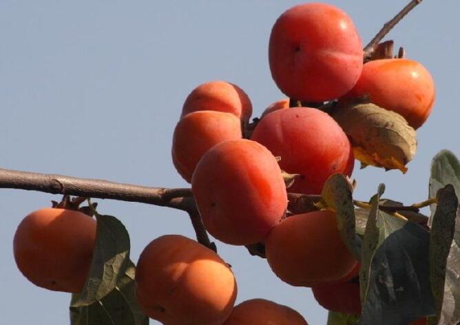 成熟的无核方柿