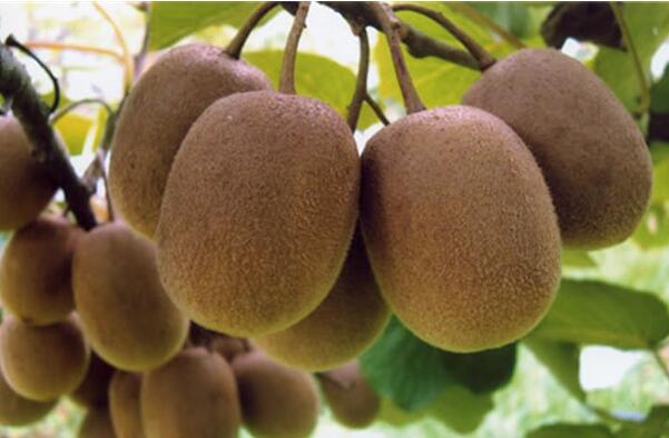 猕猴桃(图1) 等待采摘的猕猴桃