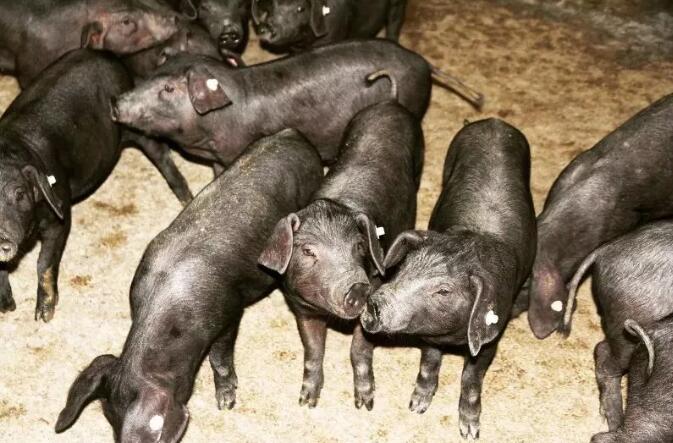 一群沙乌头猪