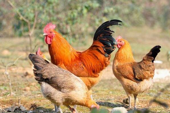 农家土鸡(图1) 散养的土鸡
