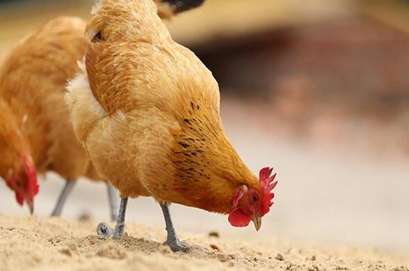 农家土鸡(图2) 农家土鸡