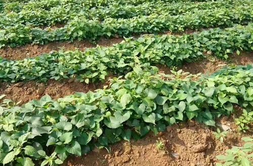 小香薯(图1) 小香薯田地