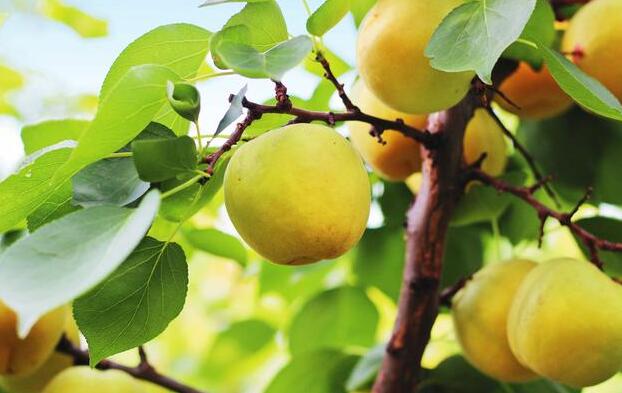 繁峙大杏(图1) 树枝上的杏