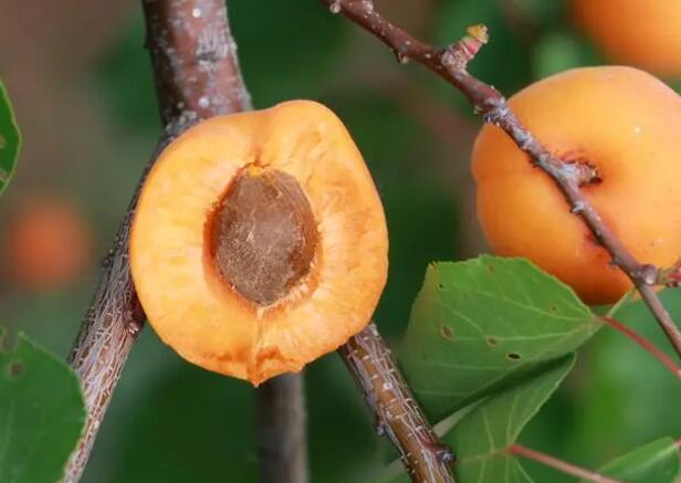 繁峙大杏(图3) 繁峙大杏