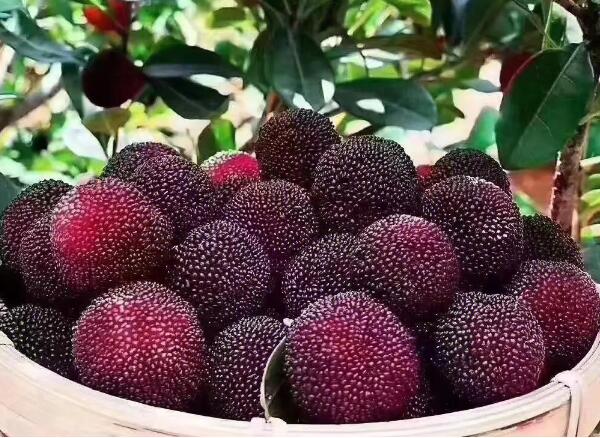 仙居杨梅(图2) 箩筐里的仙居杨梅