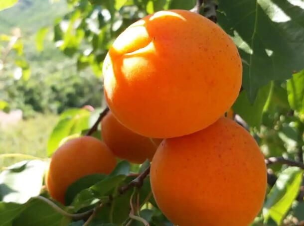 繁峙大杏(图2) 诱人的大杏