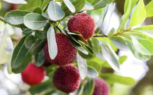 仙居杨梅(图1) 枝头的杨梅