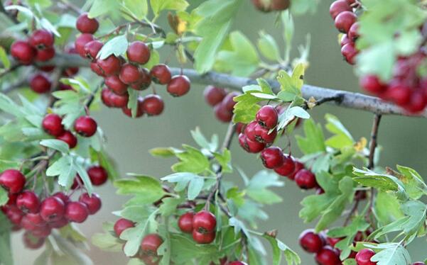茅尖花红(图1) 树上的茅尖花红
