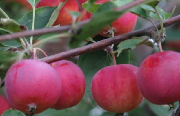 茅尖花红(图2) 茅尖花红的果子