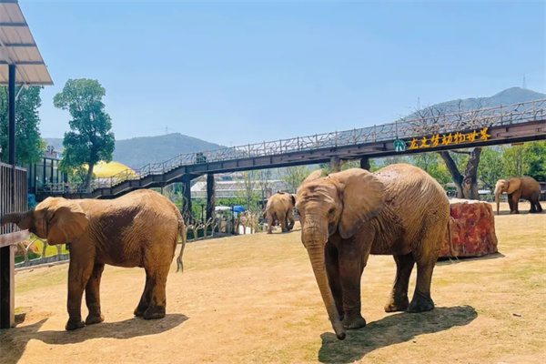 亲近自然,探秘野生世界——太湖龙之梦动物世界全景体验(图1) 大象
