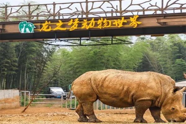 亲近自然,探秘野生世界——太湖龙之梦动物世界全景体验(图2) 犀牛
