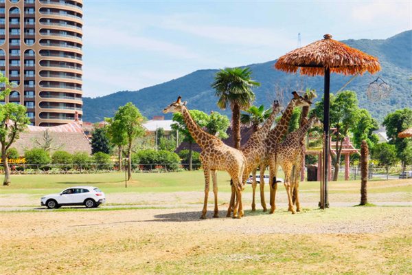 亲近自然,探秘野生世界——太湖龙之梦动物世界全景体验(图3) 长颈鹿