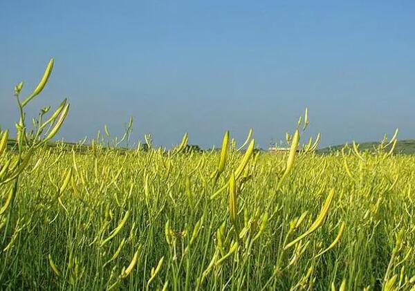 黄花菜(图1) 田地里的黄花菜