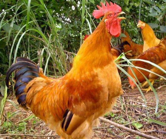 溧阳鸡(图1) 昂首挺胸的溧阳公鸡