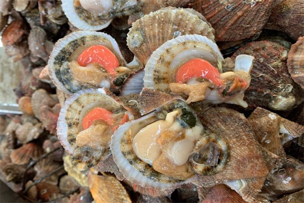 新鲜的长岛扇贝