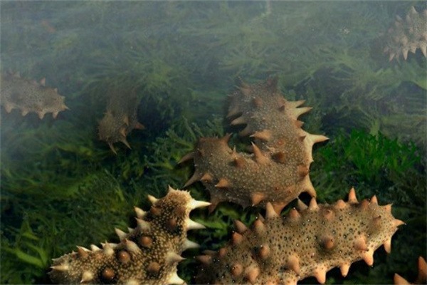水下的海参