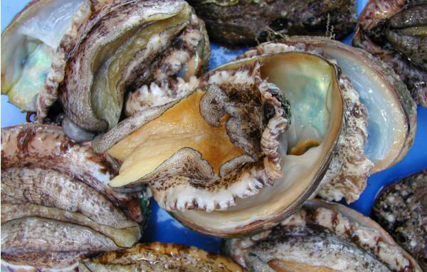 野生长岛鲍鱼