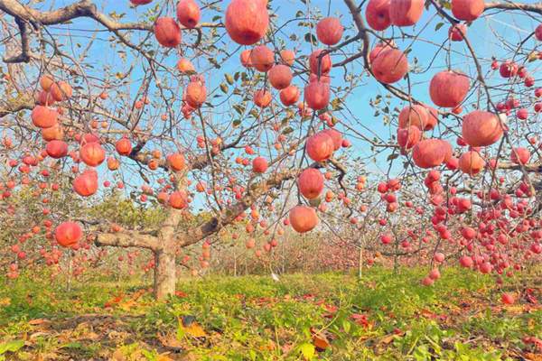 果园里的苹果