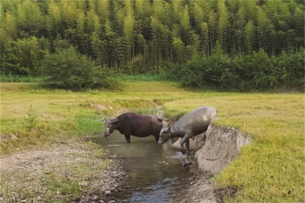 远离都市喧嚣,让身心彻底的放松与滋养一回(图4) 牛群