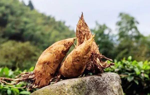 小忠冬笋(图1) 三个小忠冬笋