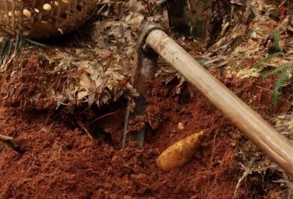 小忠冬笋(图2) 挖到的小忠冬笋