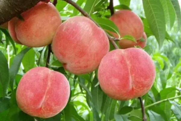 水蜜桃(图1) 树上的水蜜桃