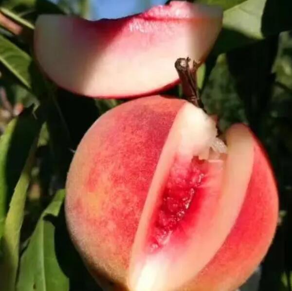 水蜜桃(图2) 切开的水蜜桃