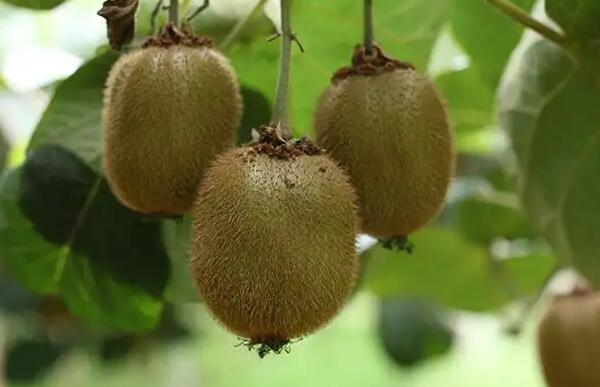 猕猴桃(图1) 树上的猕猴桃