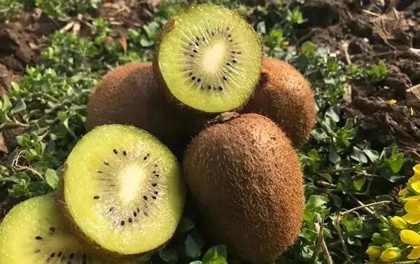 猕猴桃(图2) 切开的猕猴桃