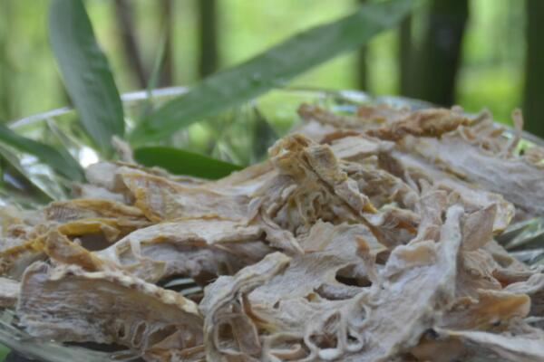 紫阆野山笋干(图1) 竹林间的野笋干