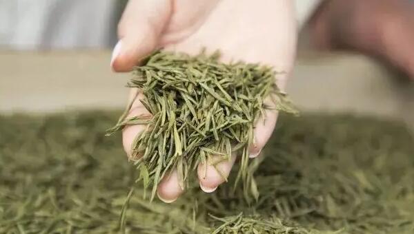 马剑茶(图2) 手捧马剑茶