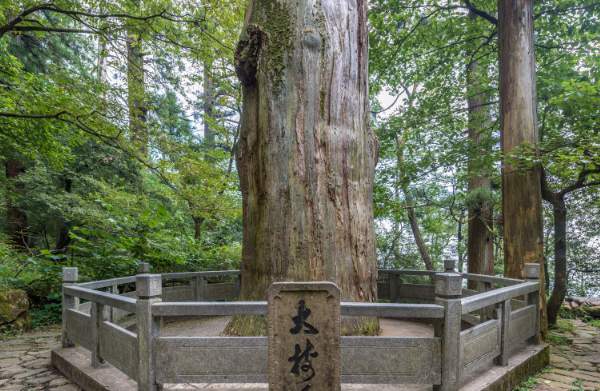 仙人顶下,藏着临安的初秋(图2) 天目山柳杉