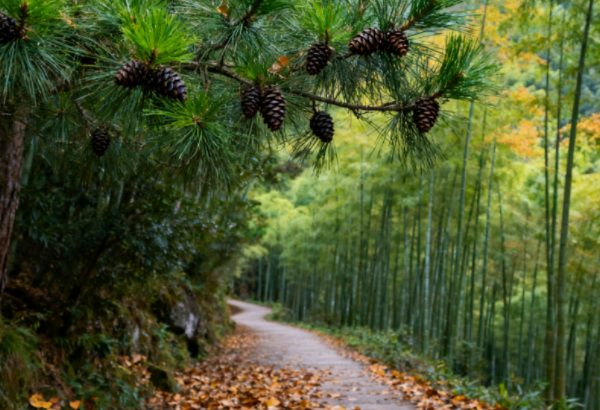 浅秋访灵峰:一寺、两杏、满竹香(图3) 松林小径