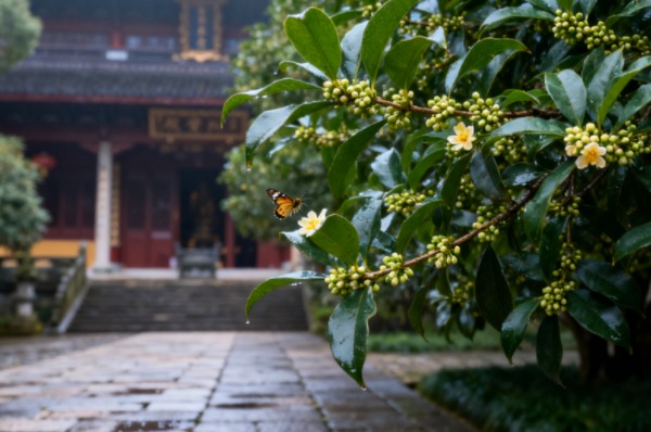 浅秋访灵峰:一寺、两杏、满竹香(图2) 桂花树
