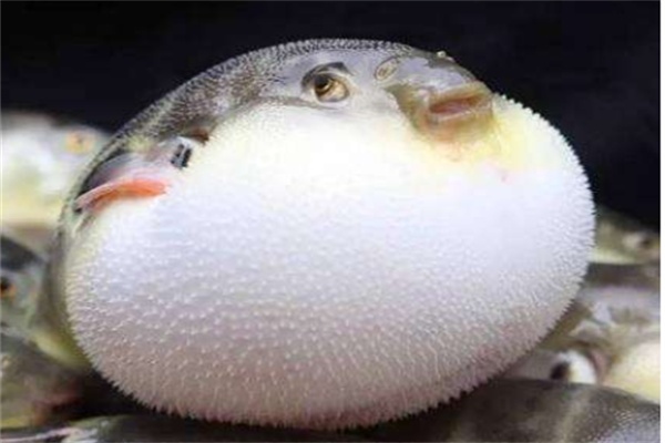 河豚