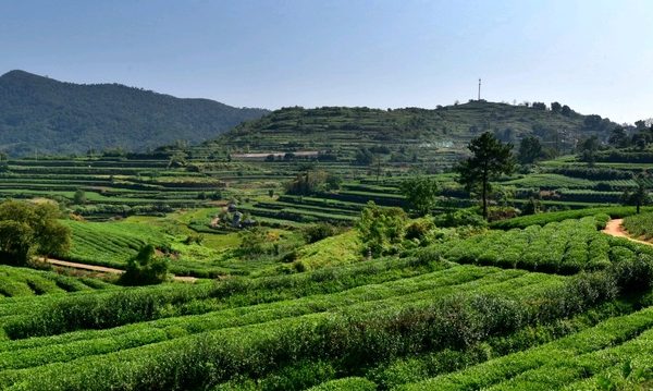 茶园