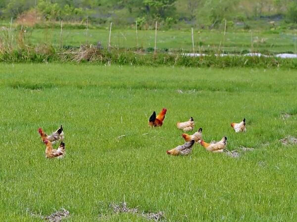 草地上的绿乌鸡