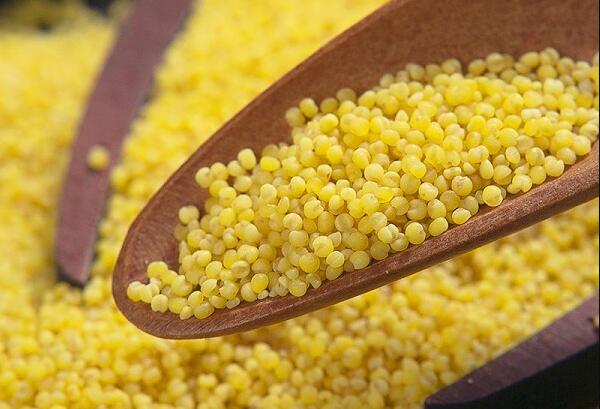 黄色的敖汉小米