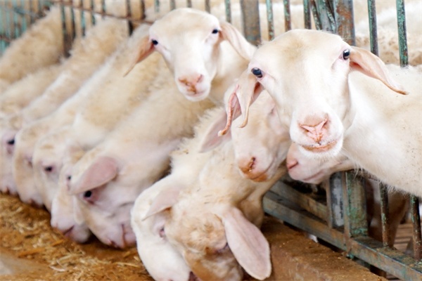 湖州湖羊(图2) 进食的湖羊