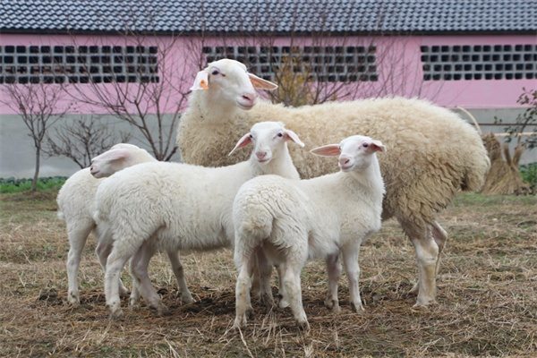 湖州湖羊(图1) 湖羊