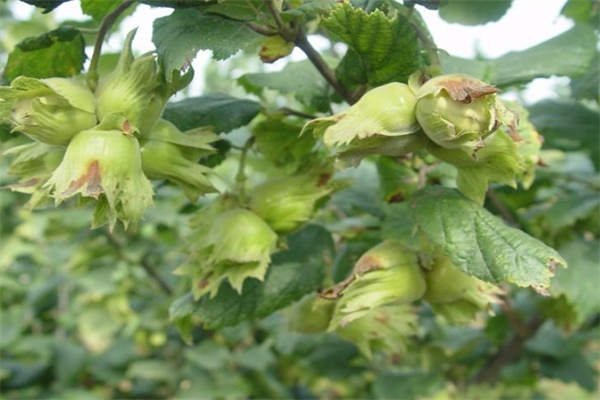 榛子(图2) 榛子树